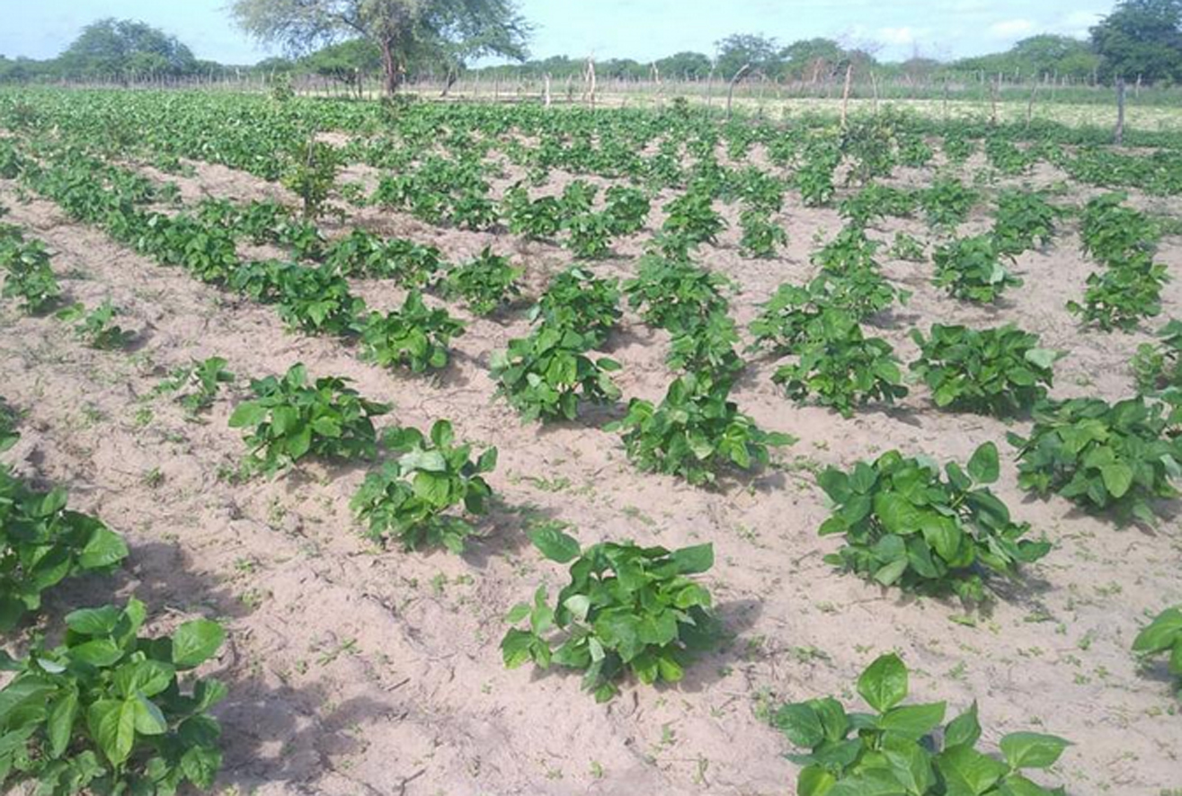 Secretaria de Agricultura realiza trabalho de campo no final de semana