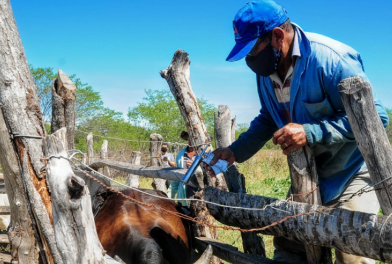 Campanha de vacinação da febre aftosa imuniza quase 3 mil animais em Mossoró