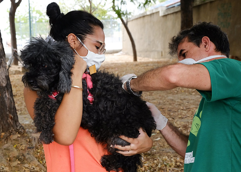 Mossoró terá 11 pontos de vacinação antirrábica no feriado desta terça-feira