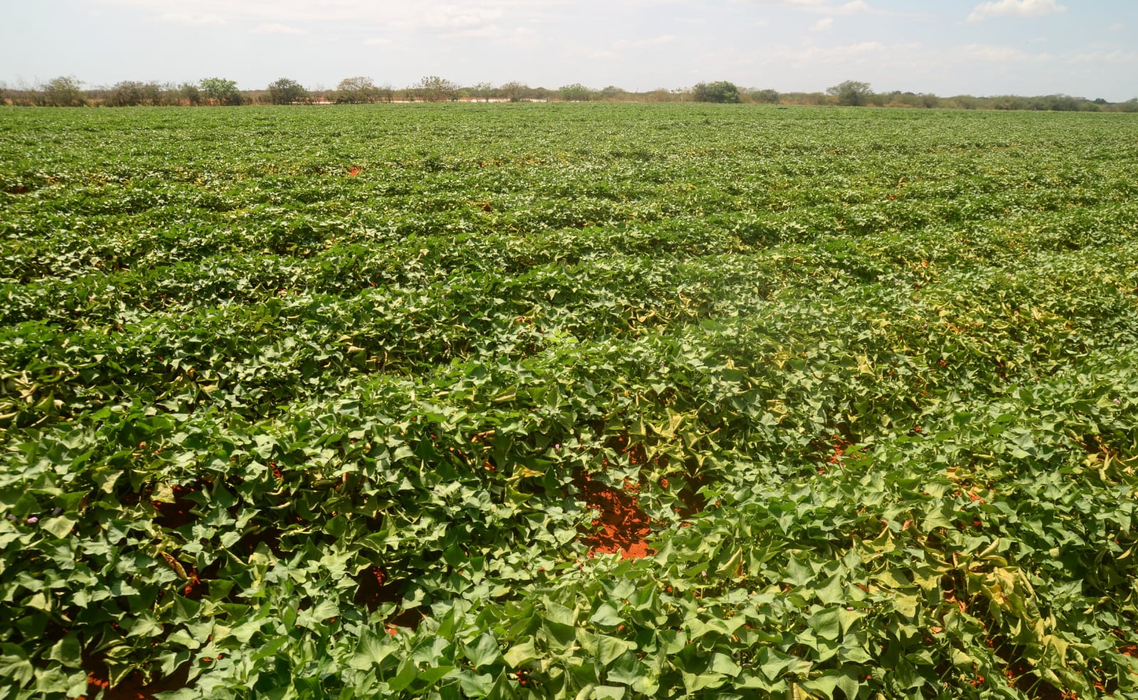 “Mossoró Rural” registra aproximadamente 600 hectares de áreas plantadas este ano