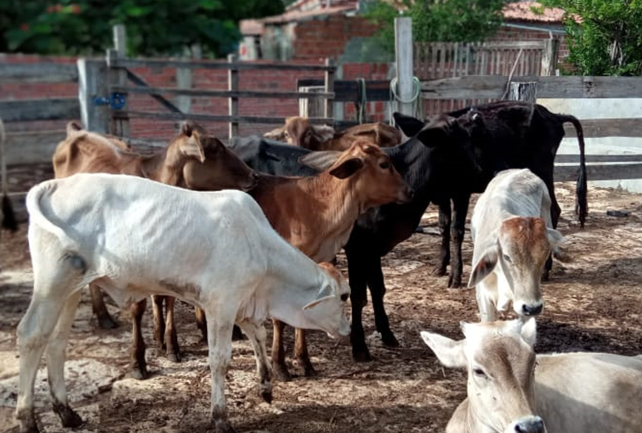 Secretaria vai dividir Mossoró em quatro polos para vacinação contra febre aftosa