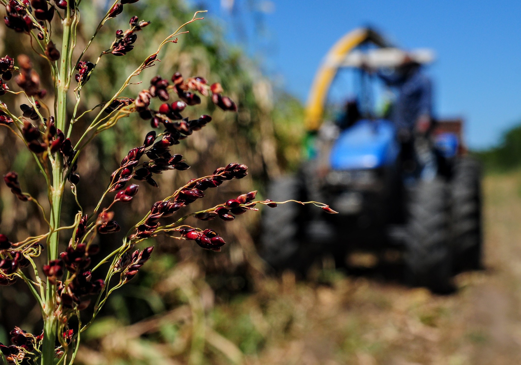 Inscrições de curso Técnico em Agricultura são prorrogadas até o dia 19 de janeiro