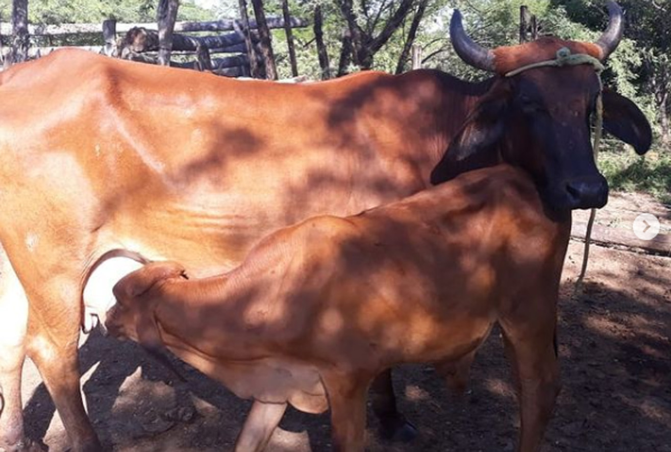 Sete comunidades rurais recebem assistências técnica e veterinária