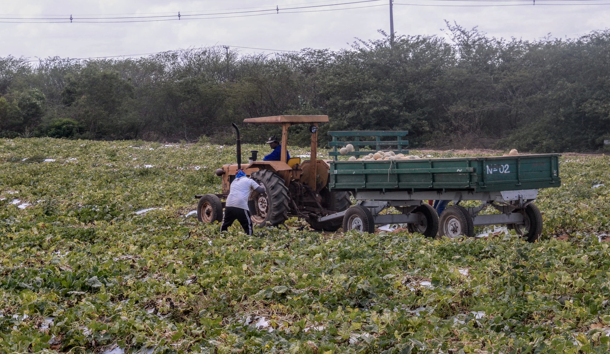 Prefeitura de Mossoró é habilitada para realizar inscrição de agricultores no Programa Garantia-Safra