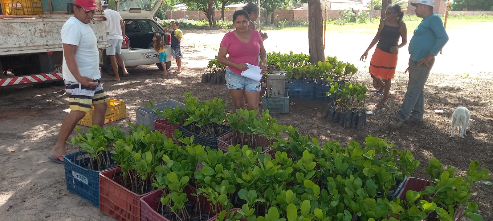 Mudas de cajueiro serão distribuídas neste final de semana em quatro comunidades rurais