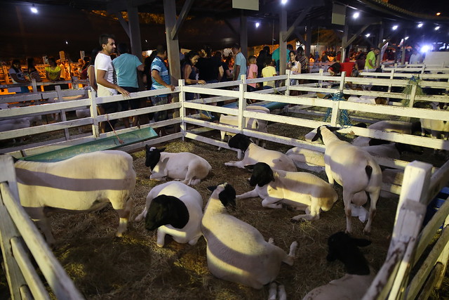 22ª edição da Festa do Bode será realizada entre 11 e 14 de agosto