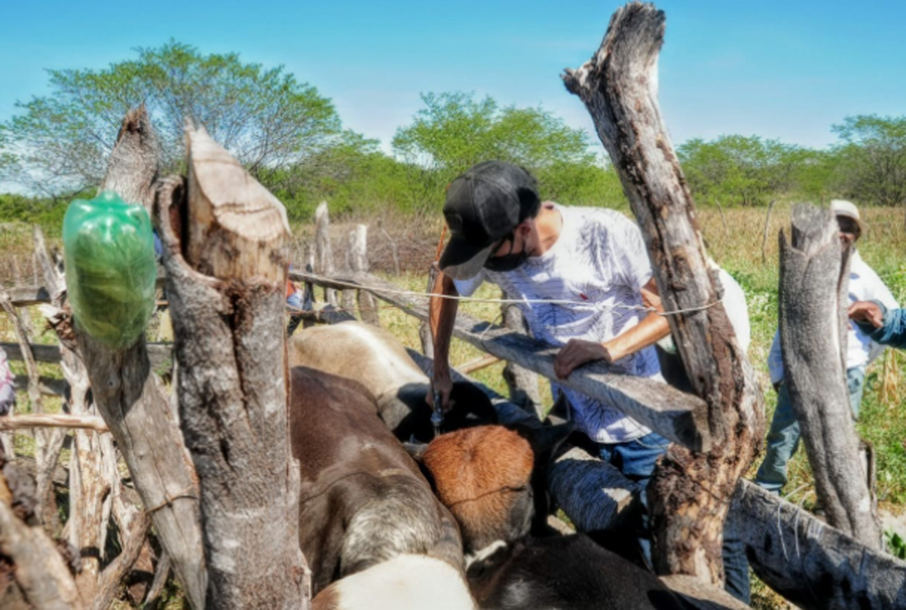 Vacinação da febre aftosa em Mossoró continua nesta quinta-feira