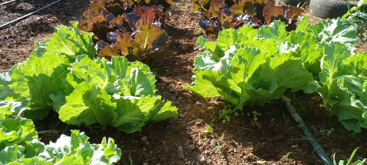 Agricultores recebem assessoria técnica para produção e comercialização de orgânicos