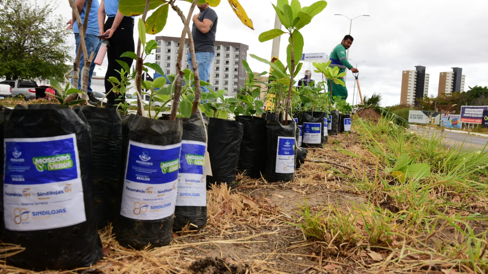 Prefeitura e Sindilojas realizam ação de arborização na avenida Lauro Monte