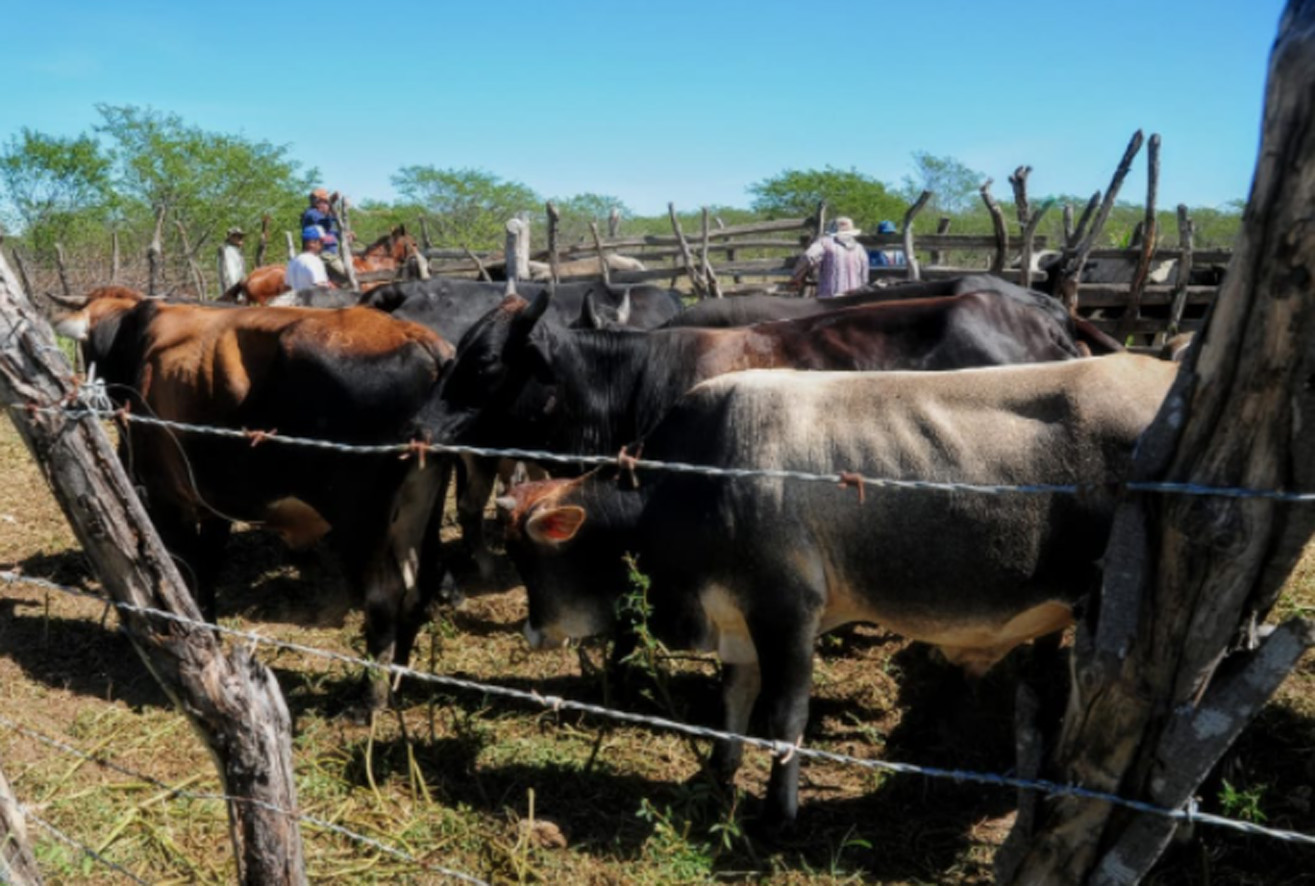 Vacinação da febre aftosa continua nesta quarta-feira em 8 comunidades rurais