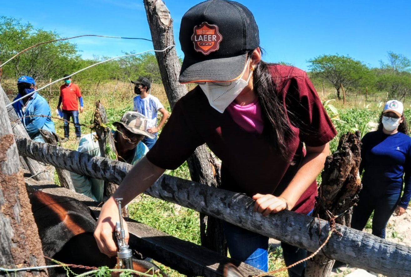 Quase 2 mil animais são vacinados nas duas primeiras semanas da campanha da Febre Aftosa