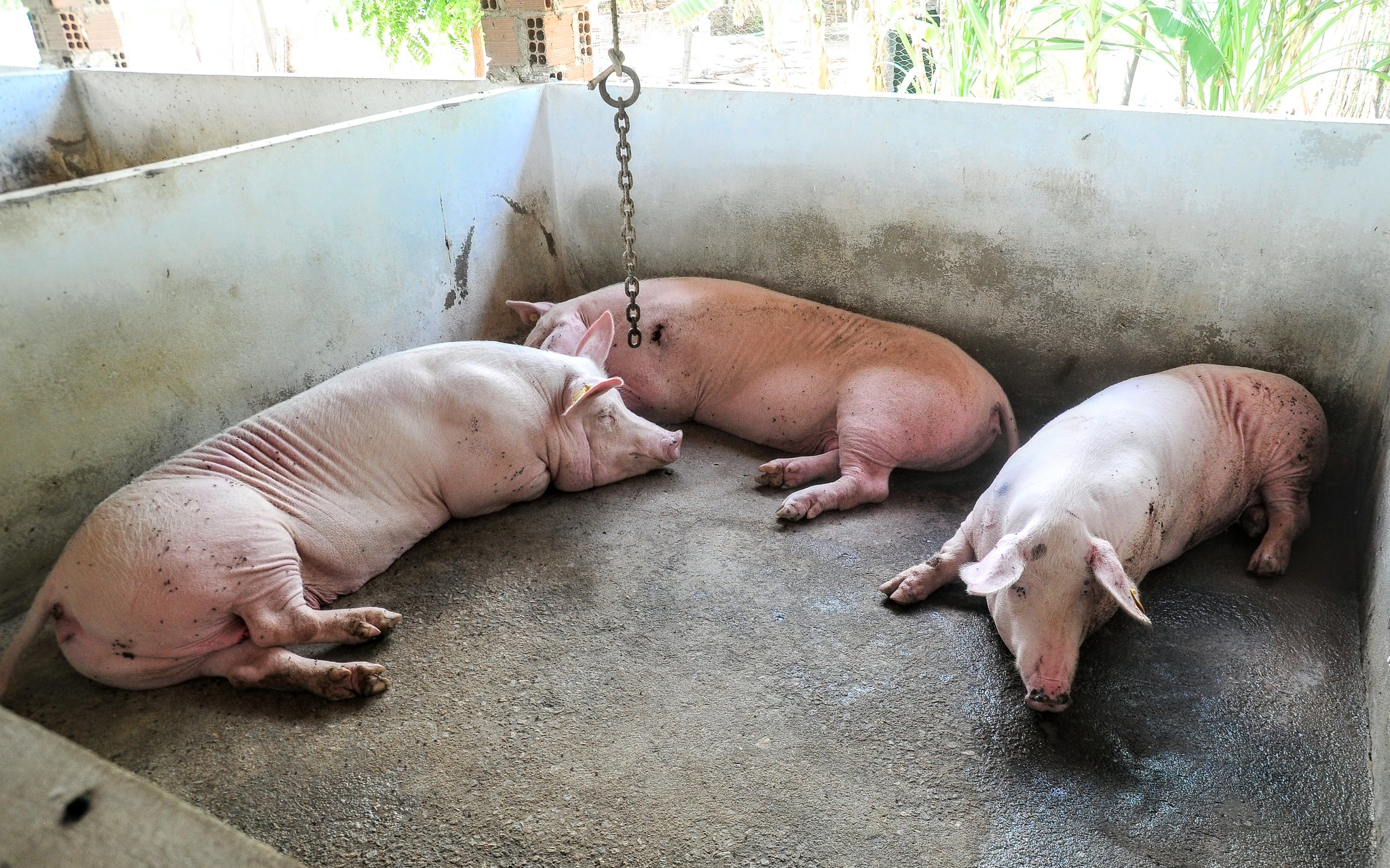 Consultoria de suinocultura na zona rural traz técnicas atuais de manejo