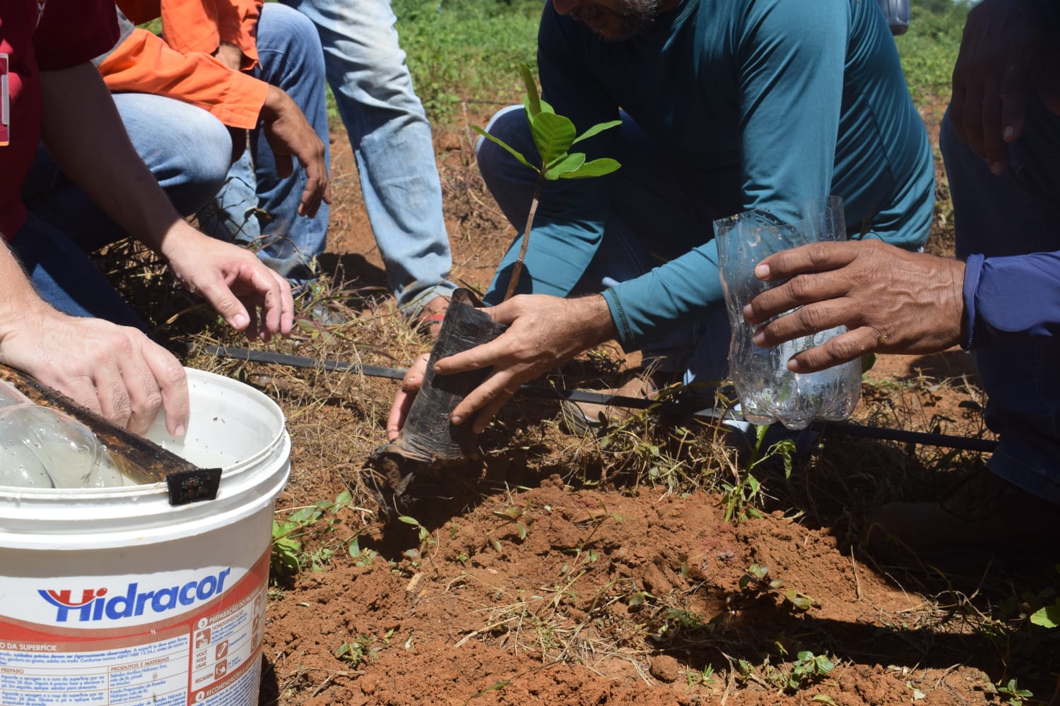 Agricultores de Mossoró experimentam plantação de cajueiro irrigado