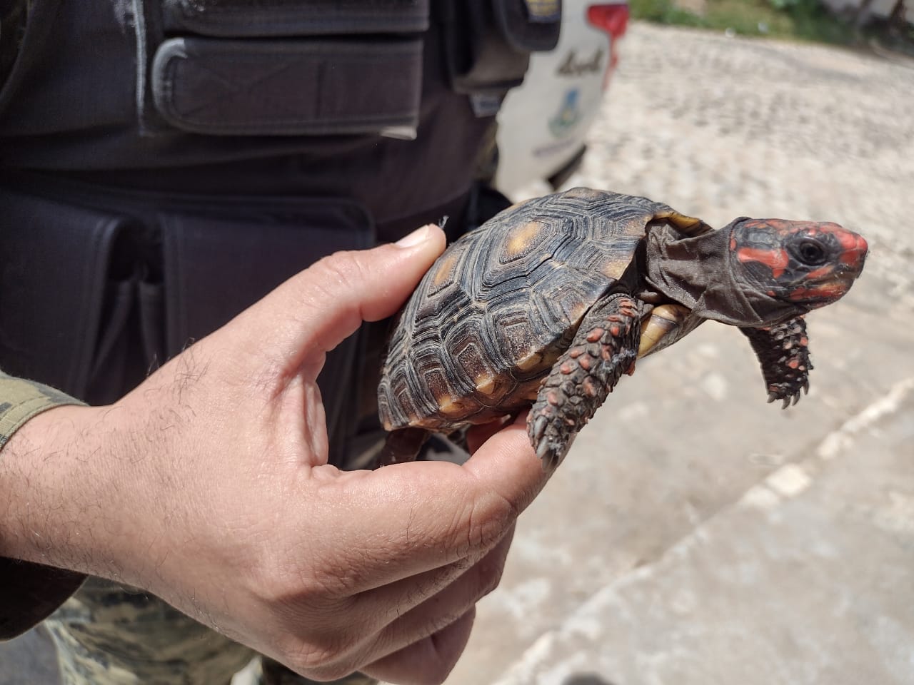 Mais de 100 animais são resgatados pela Guarda Municipal em 2021