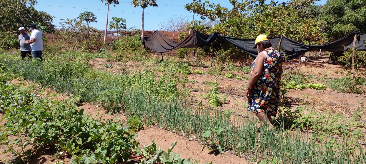 Consultoria orienta agricultores orgânicos a produzir microrganismos naturais