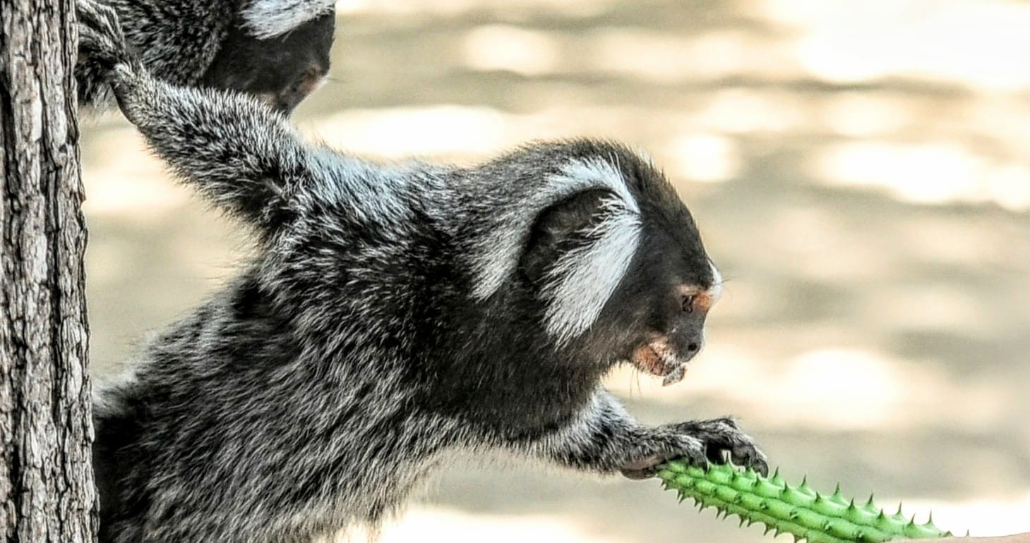 Biodiversidade é tema de oficina voltada a crianças no Parque Municipal