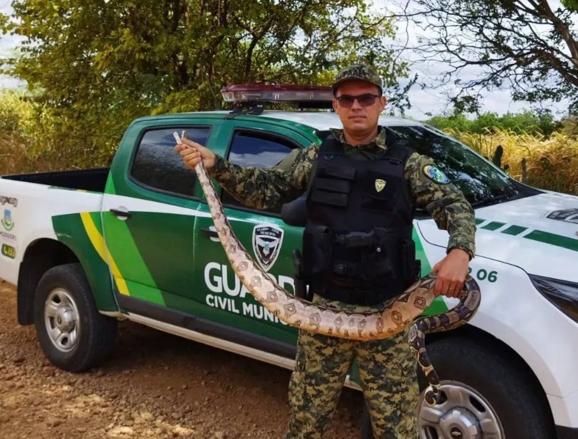 Quase 200 animais silvestres são resgatados pela Guarda Municipal em 2022