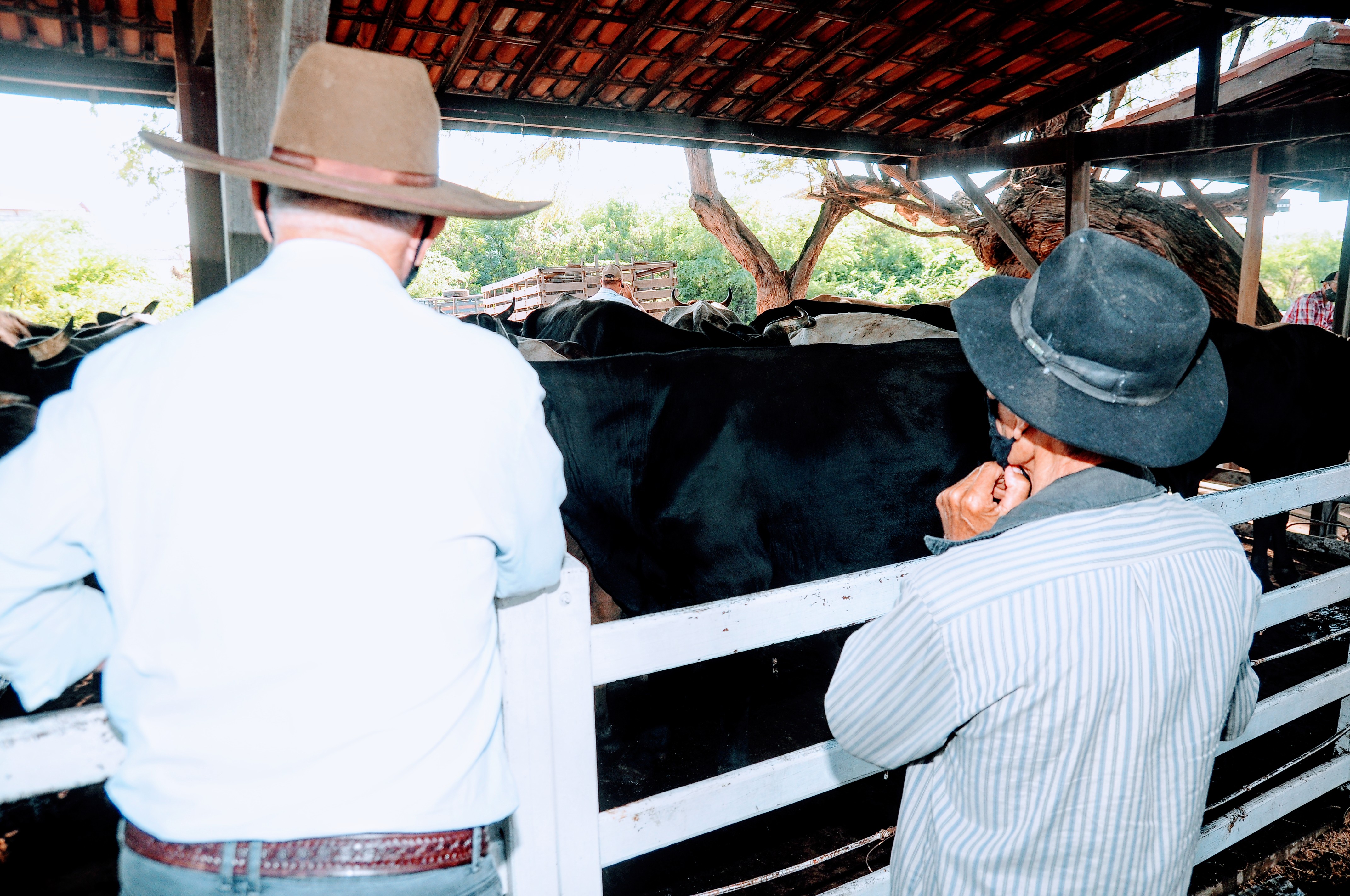 Caravanas de produtores mossoroenses participam da Festa do Boi 2022