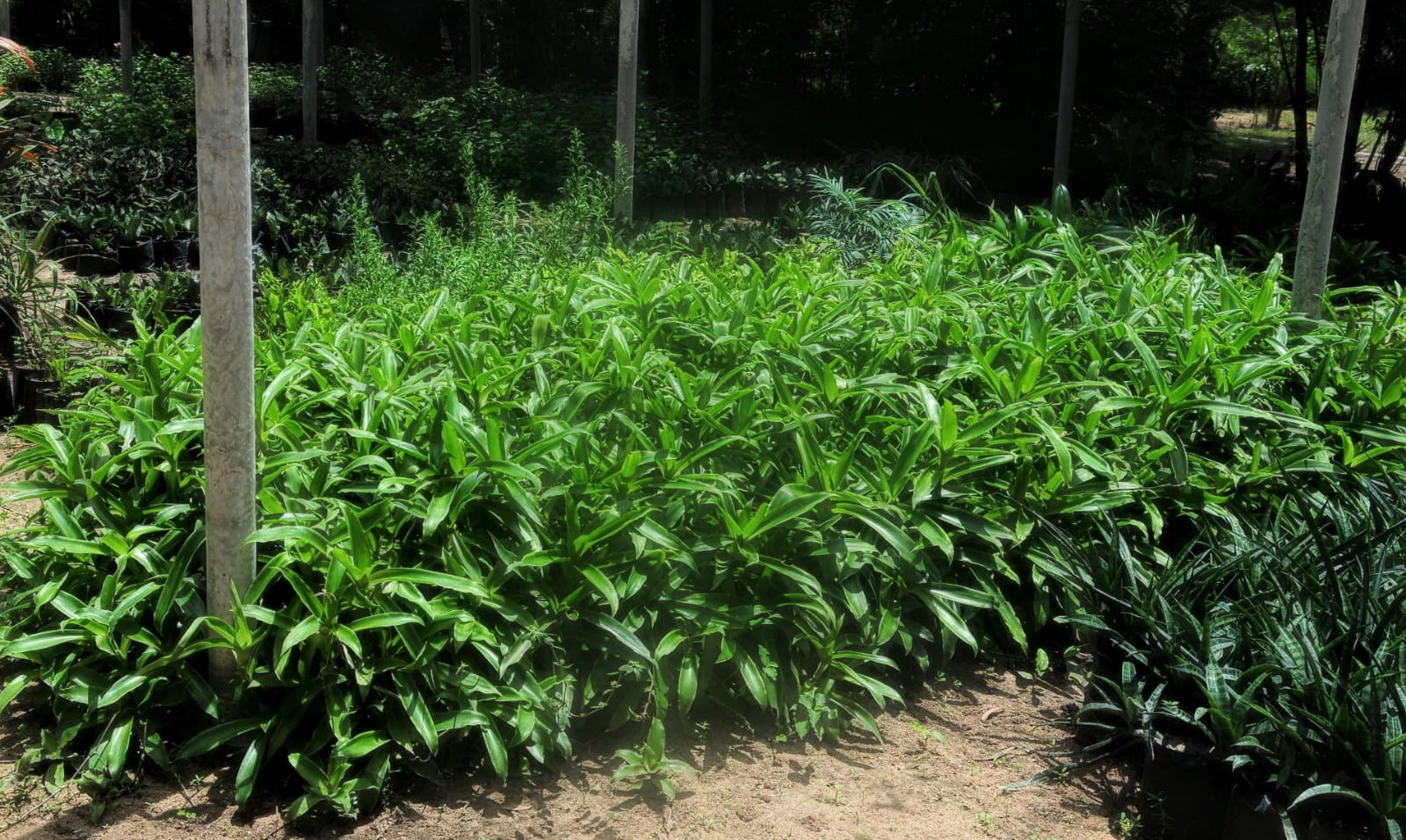 SEADRU e SENAR disponibilizam curso de horticultura na zona rural de Mossoró