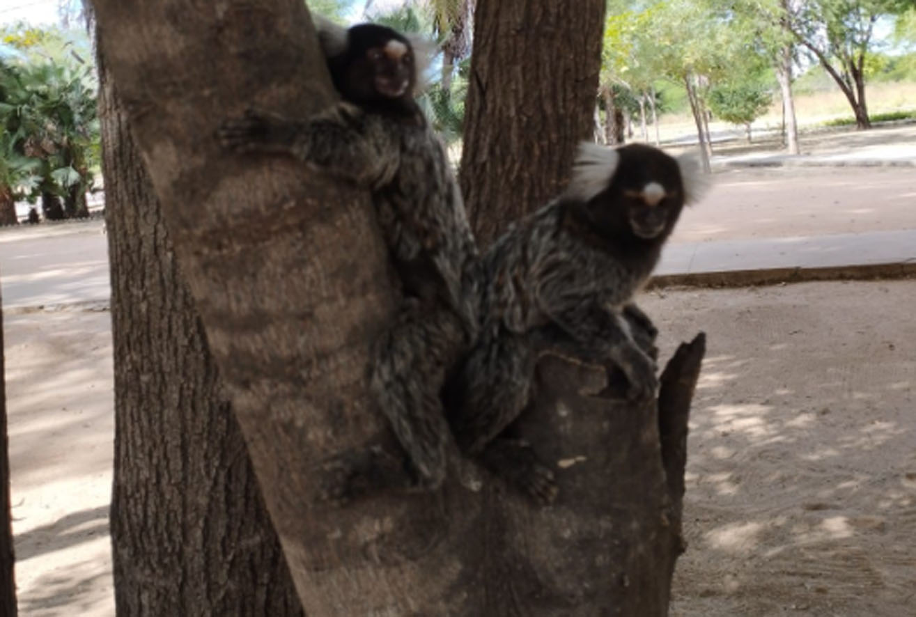 CCZ orienta frequentadores do Parque Municipal sobre contato com animais