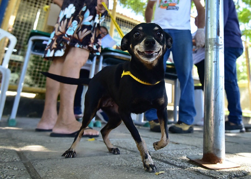 Parque Municipal receberá ação de saúde animal neste sábado