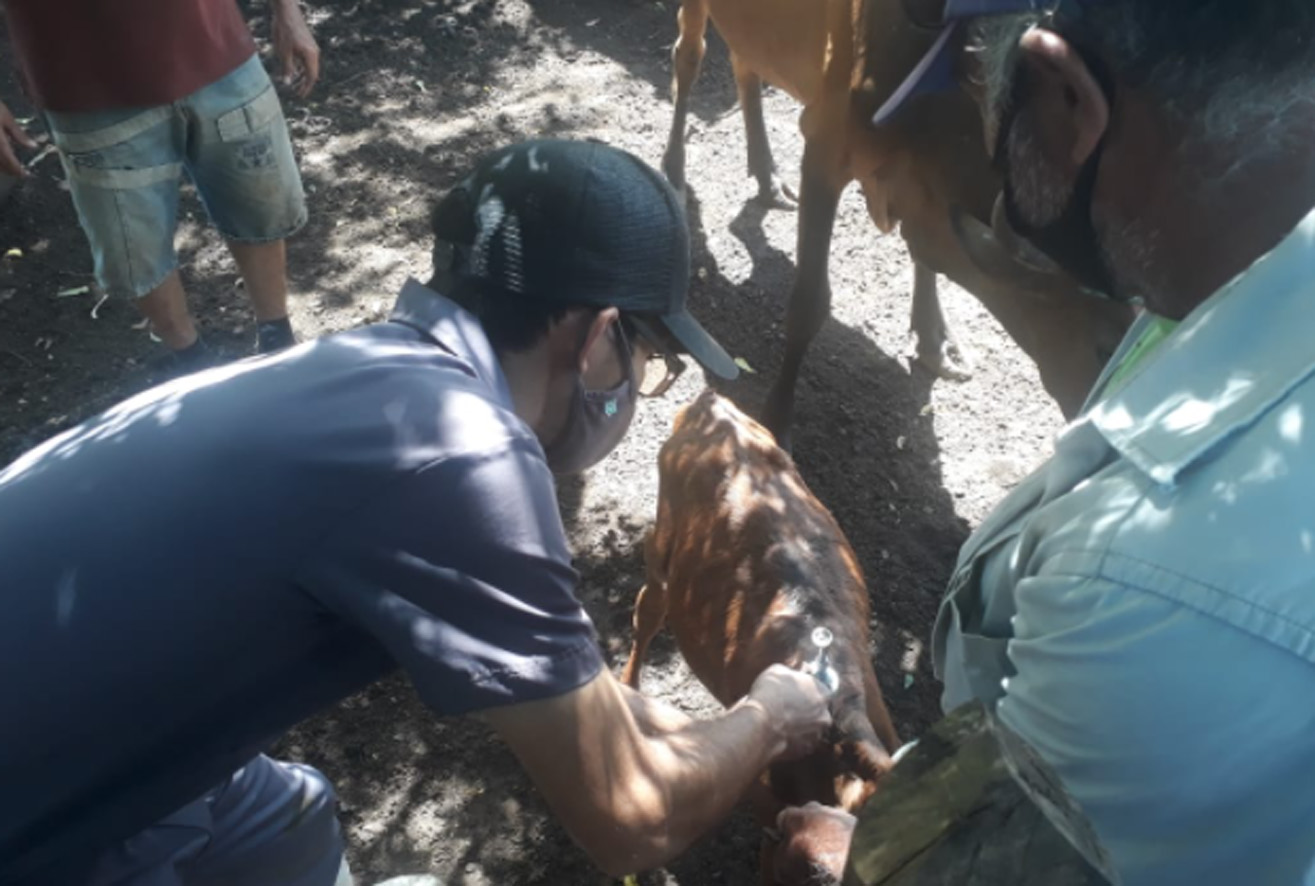 Vacinação contra a febre aftosa é iniciada em Mossoró