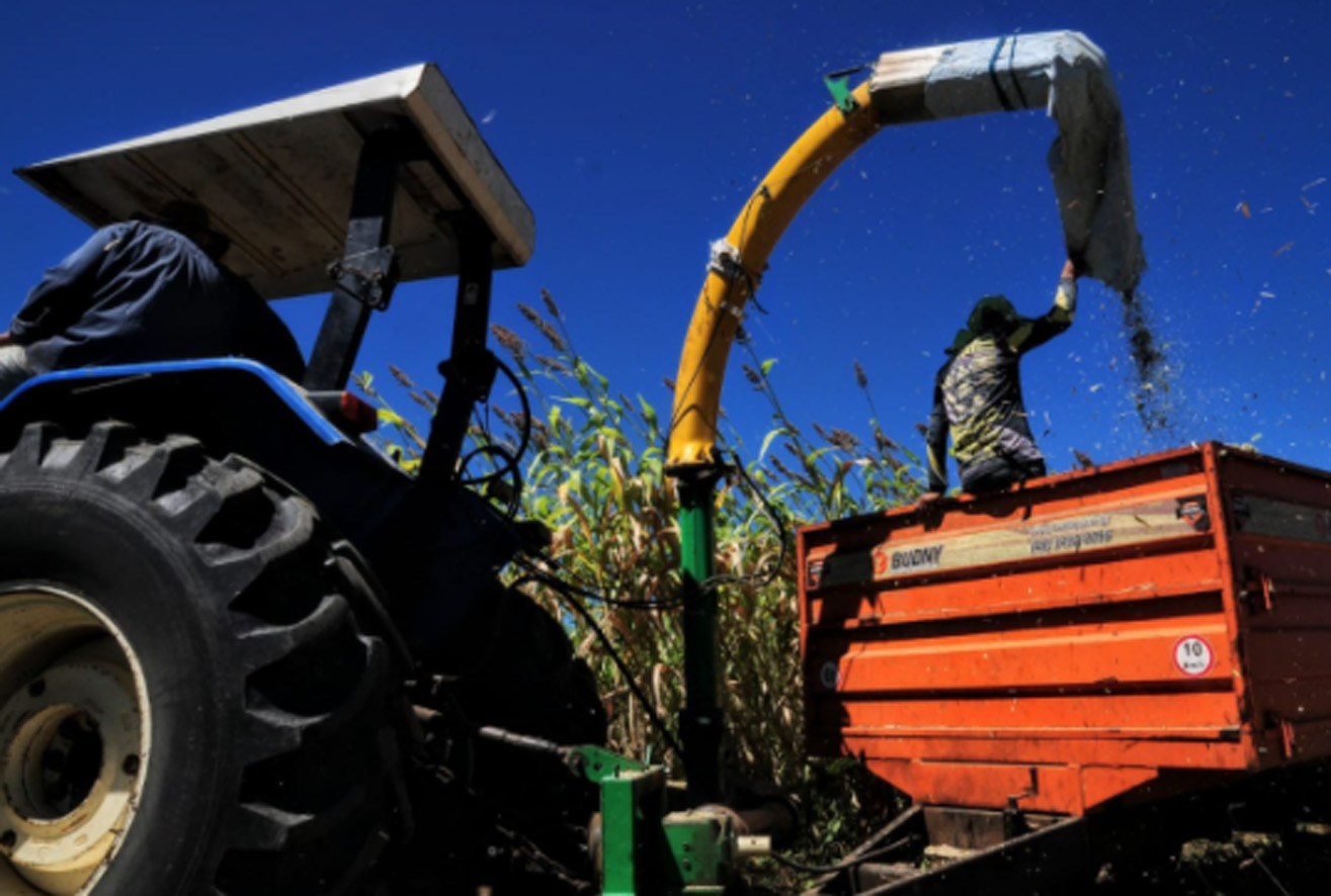 Mossoró Forragem passa de mil toneladas produzidas em 16 comunidades rurais