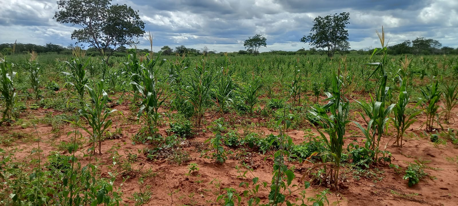 Prefeitura conclui primeira etapa de verificação de plantio e colheita do Programa Garantia Safra