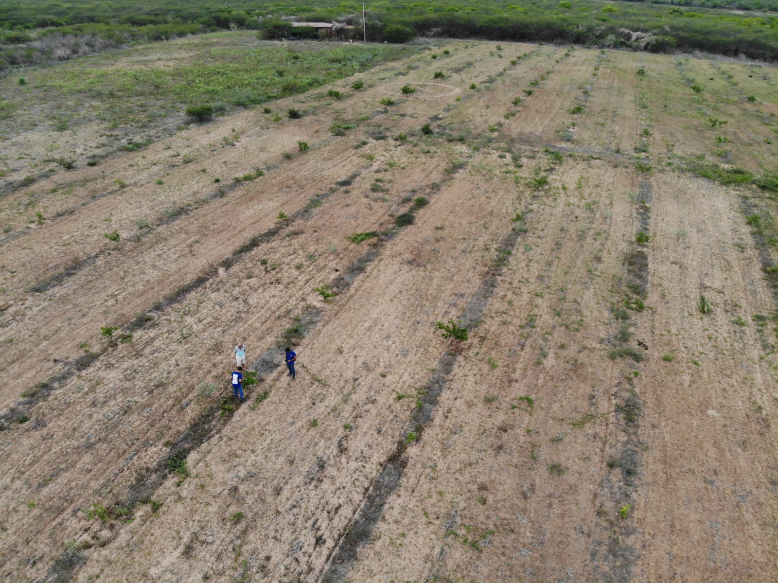 Secretaria de Agricultura realiza atividade de cajucultura no Assentamento Lorena