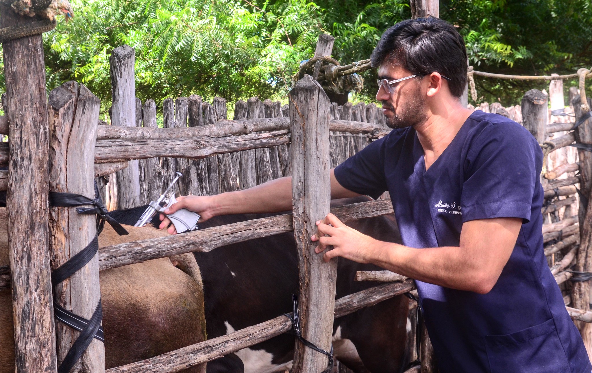 Mossoró iniciará na próxima semana segunda etapa de vacinação contra a febre aftosa