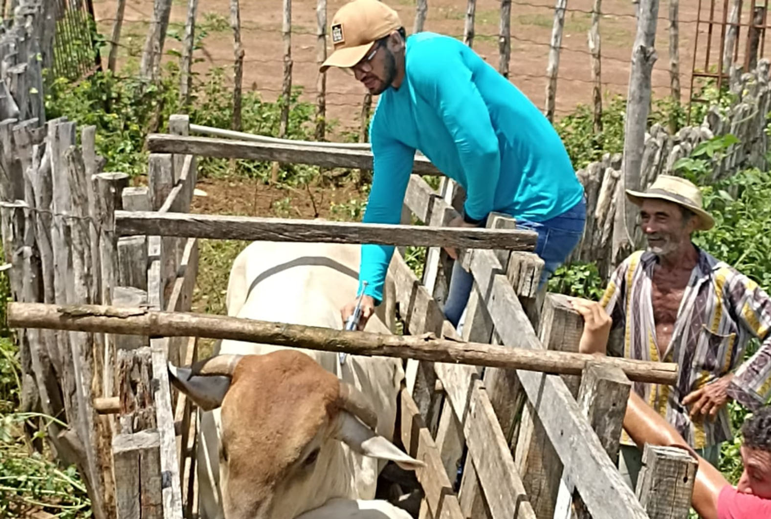 Vacinação contra febre aftosa segue nesta semana em mais de 60 comunidades rurais