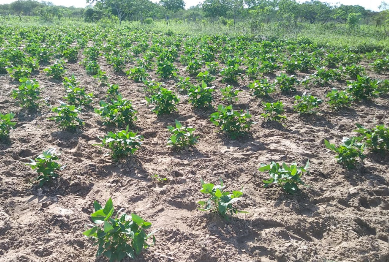 Kits da agricultura familiar vão ser distribuídos para escolas e CRAS