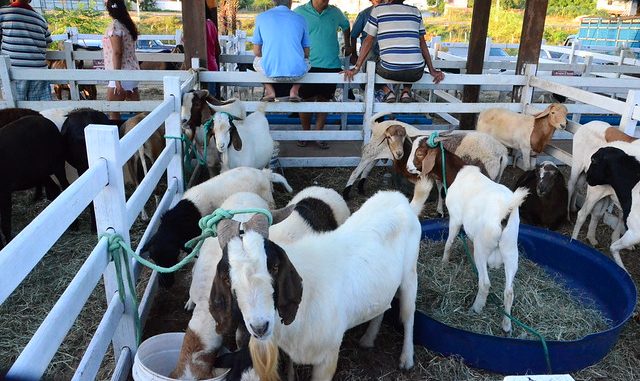 Seadru convoca barraqueiros interessados em participar da Festa do Bode