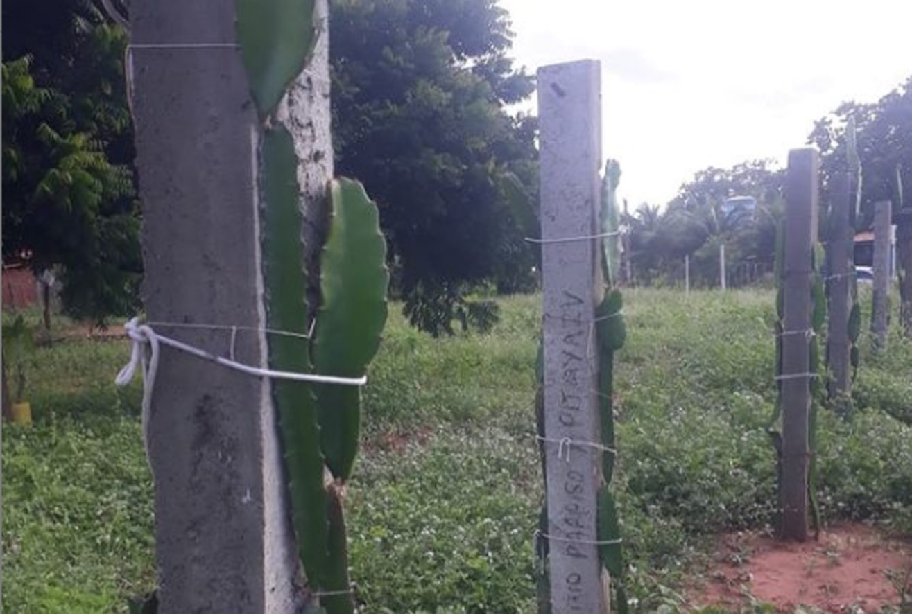 Agricultor na comunidade de Senegal inicia plantio de fruta exótica