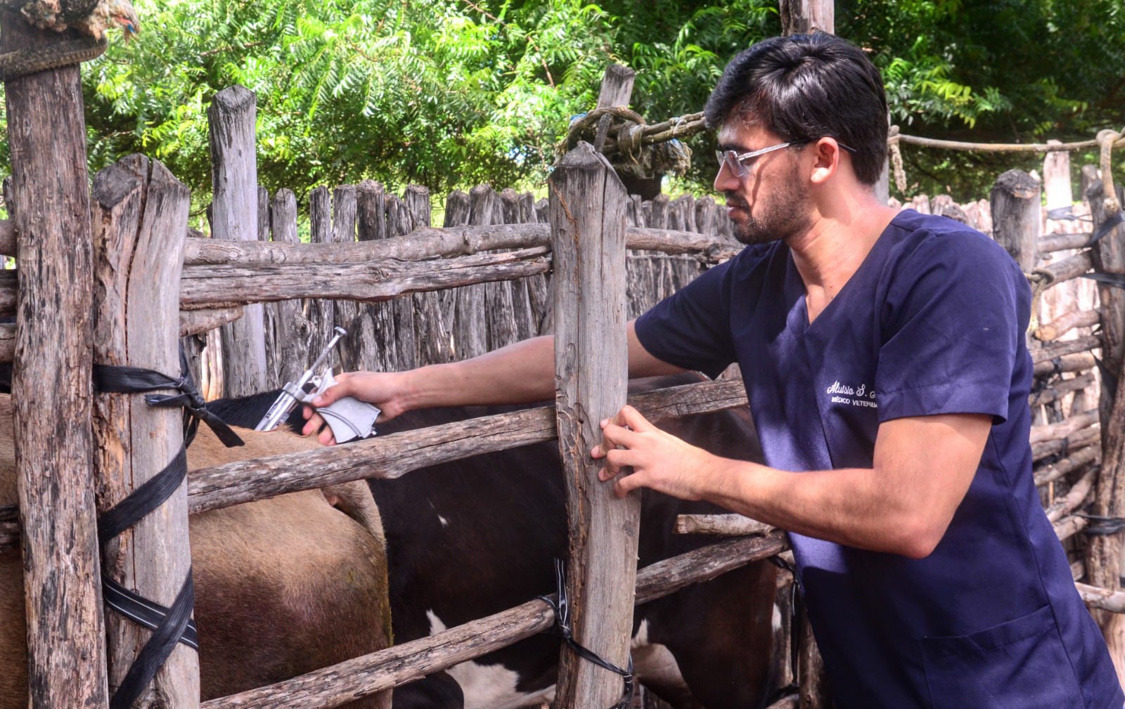 Vacinação contra a febre aftosa é iniciada em Mossoró