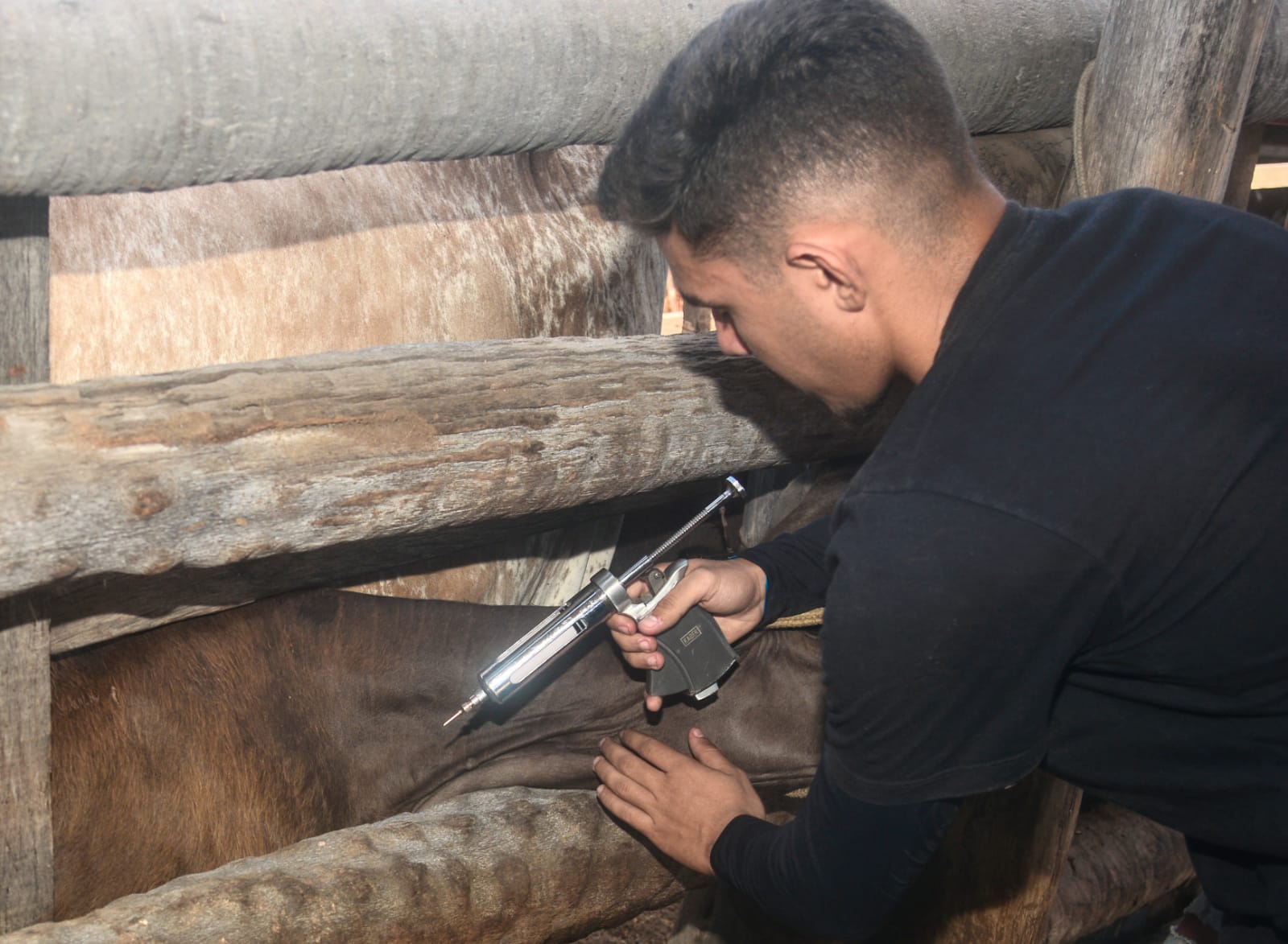 Prefeitura dá sequência a vacinação contra a febre aftosa na zona rural