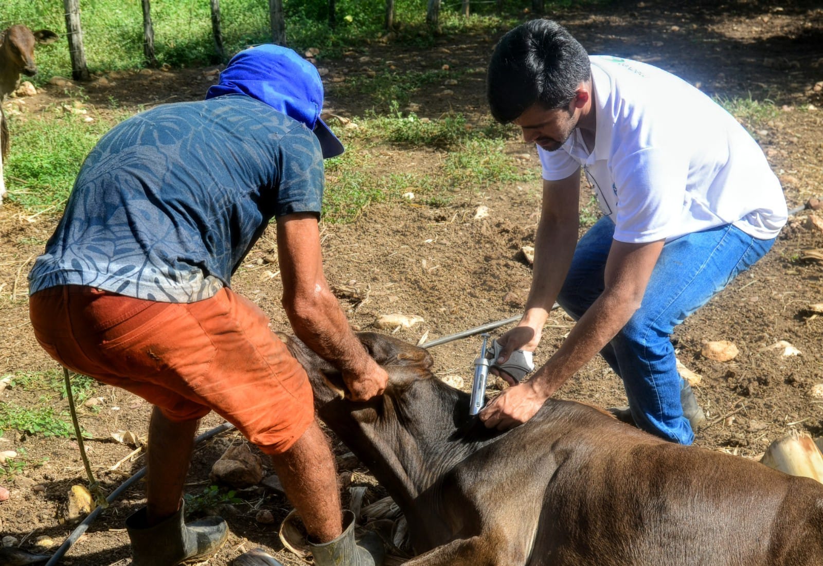 Campanha de combate à febre aftosa em Mossoró se encerra nesta terça-feira