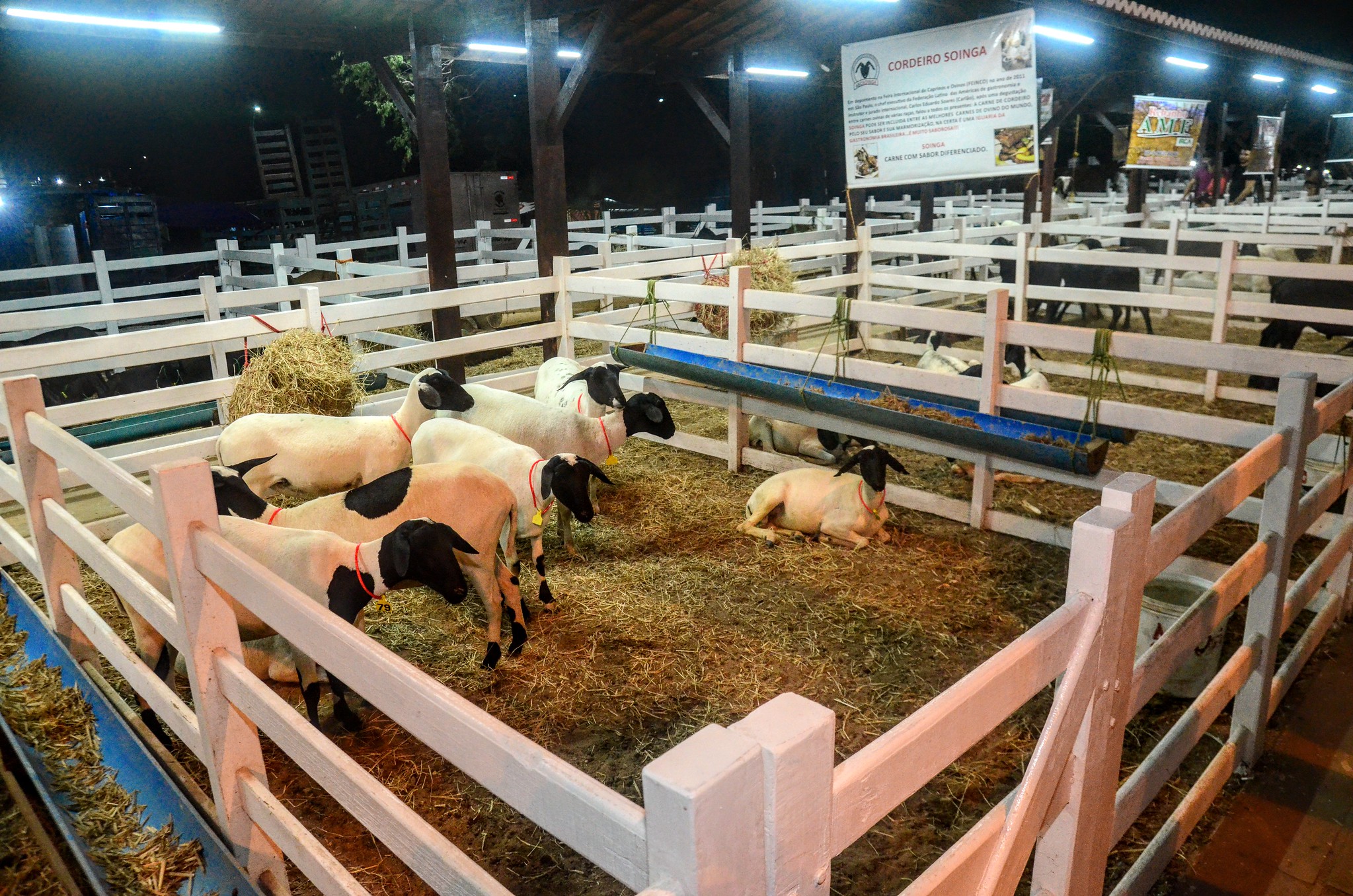 Festa do Bode: continuam abertas inscrições para cursos “Delícias do Bode” e “Cortes em animais”