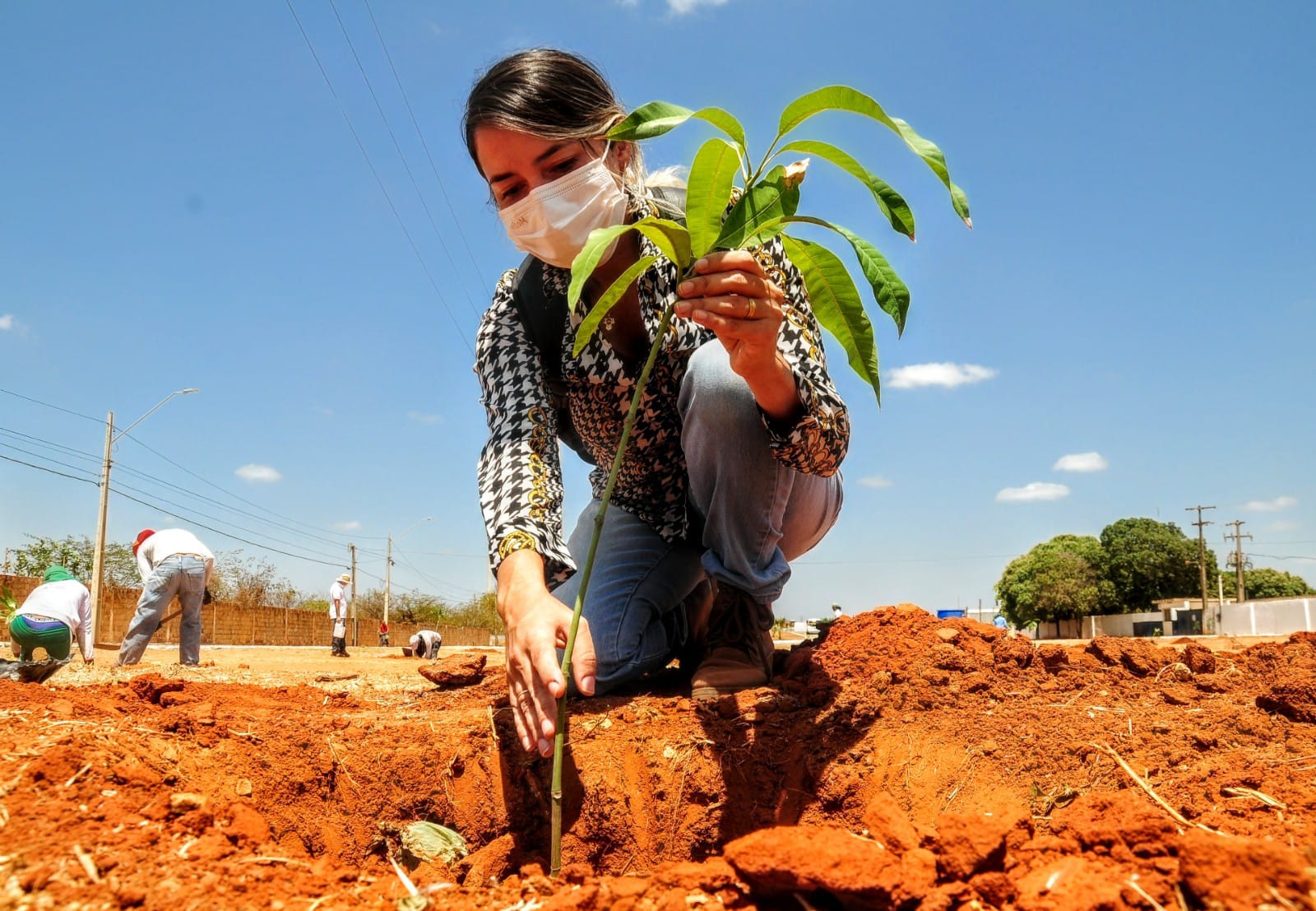 Canteiro da avenida Centenária recebe 150 mudas frutíferas no Dia Mundial da Árvore