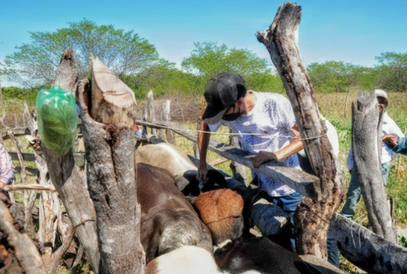 Secretaria estimar vacinar em torno de mil animais na 2ª semana da campanha contra febre aftosa