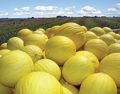 Melão de Mossoró será primeira fruta brasileira exportada oficialmente para mercado chinês