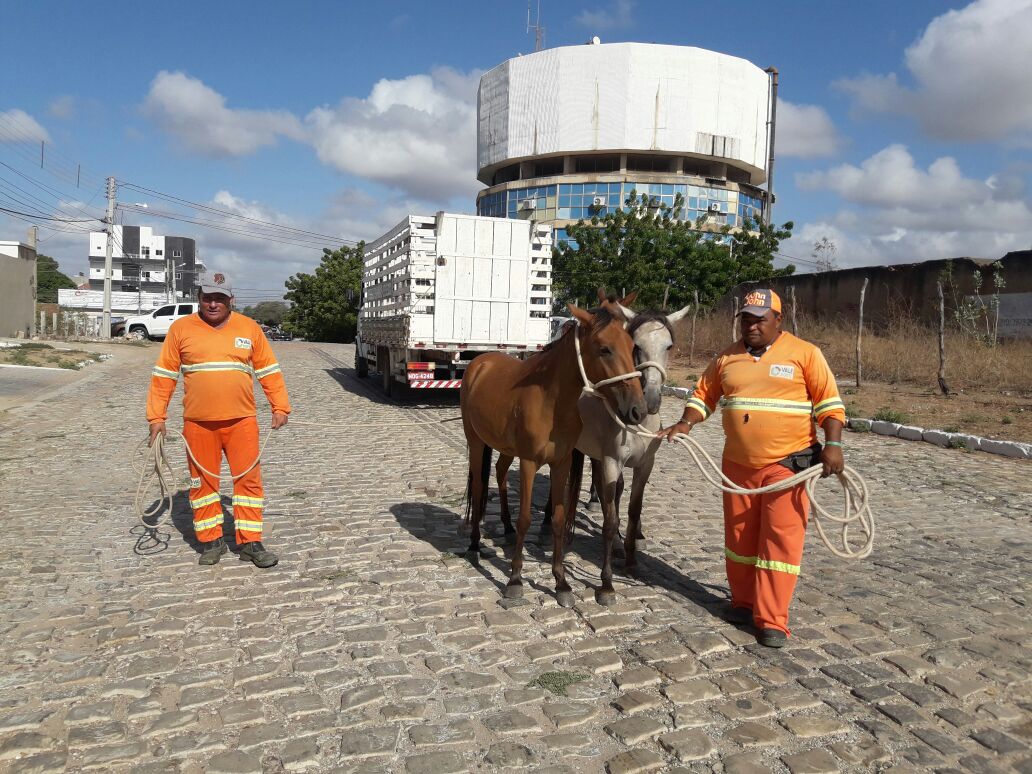 Secretaria de Serviços Urbanos apreende animais perdidos na cidade