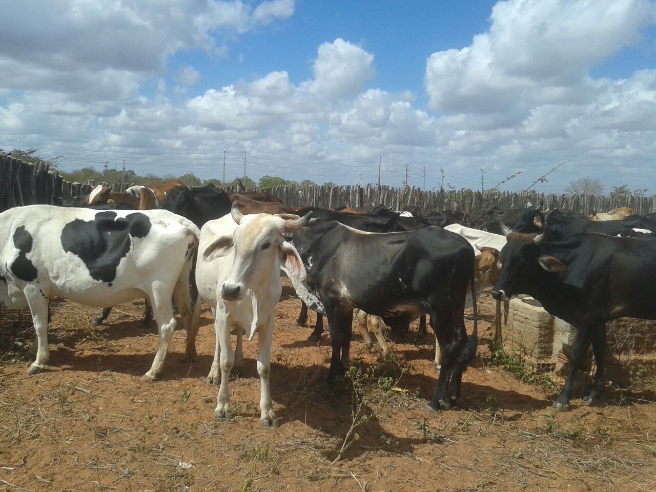 Segunda etapa de campanha já vacinou mais de 1.200 animais contra a aftosa