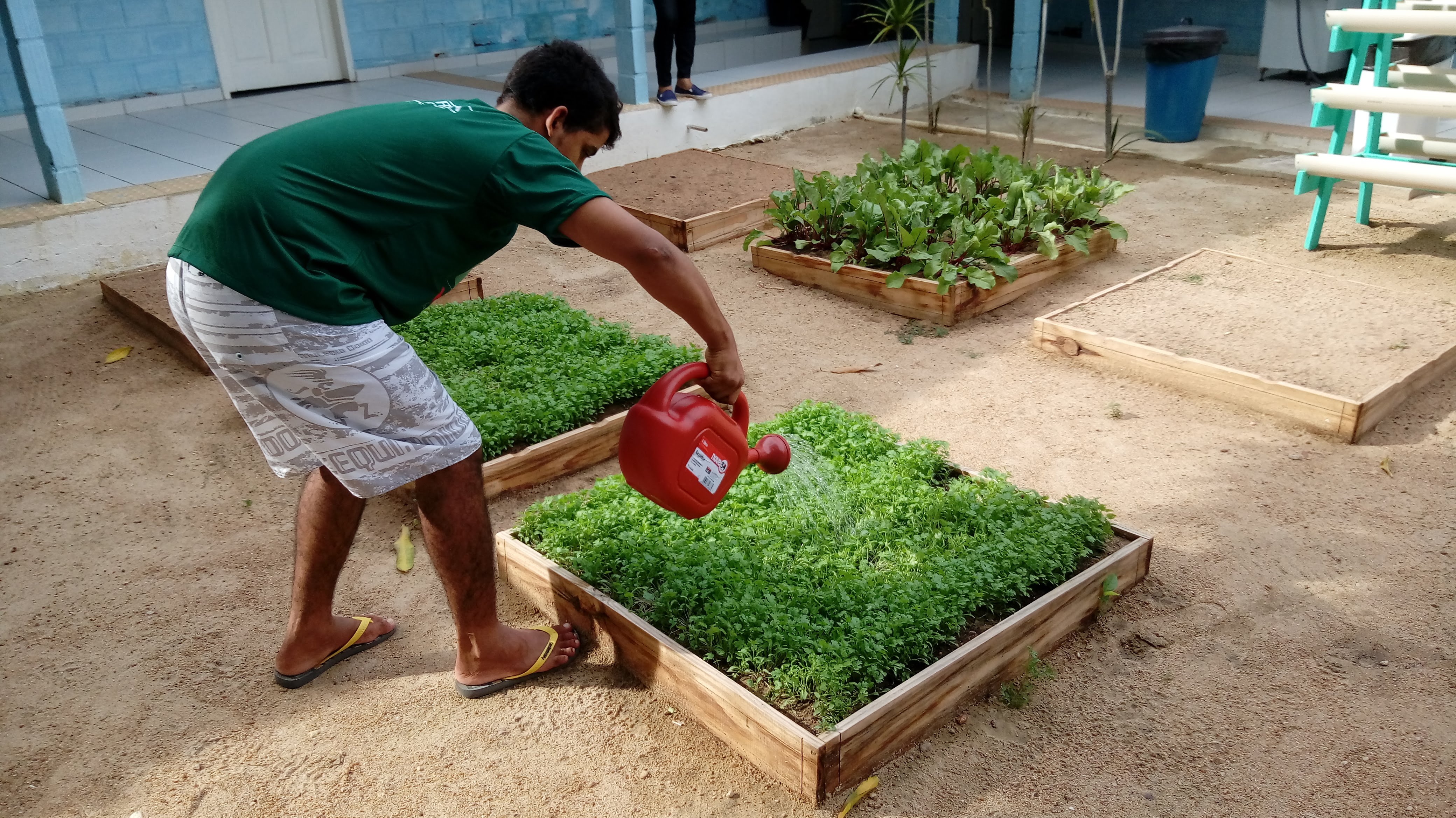 CAPS AD III adota cultivo de horta orgânica  como terapia alternativa para pacientes