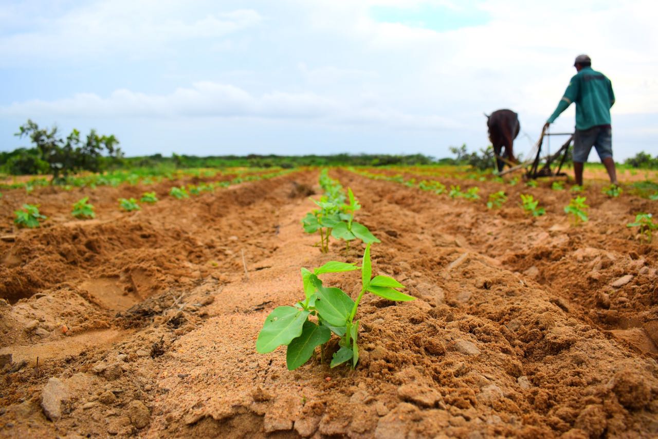 Agricultores devem começar a receber as parcelas do Garantia Safra referente a 2016/2017