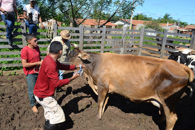 Agricultura anuncia segunda etapa da vacinação contra febre aftosa