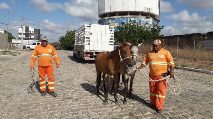 Trabalho de apreensão já retirou mais de 350 animais das ruas em 2 anos