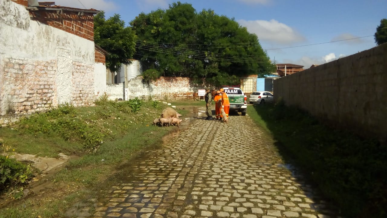 Serviços Urbanos realiza apreensão de animais no bairro Paredões