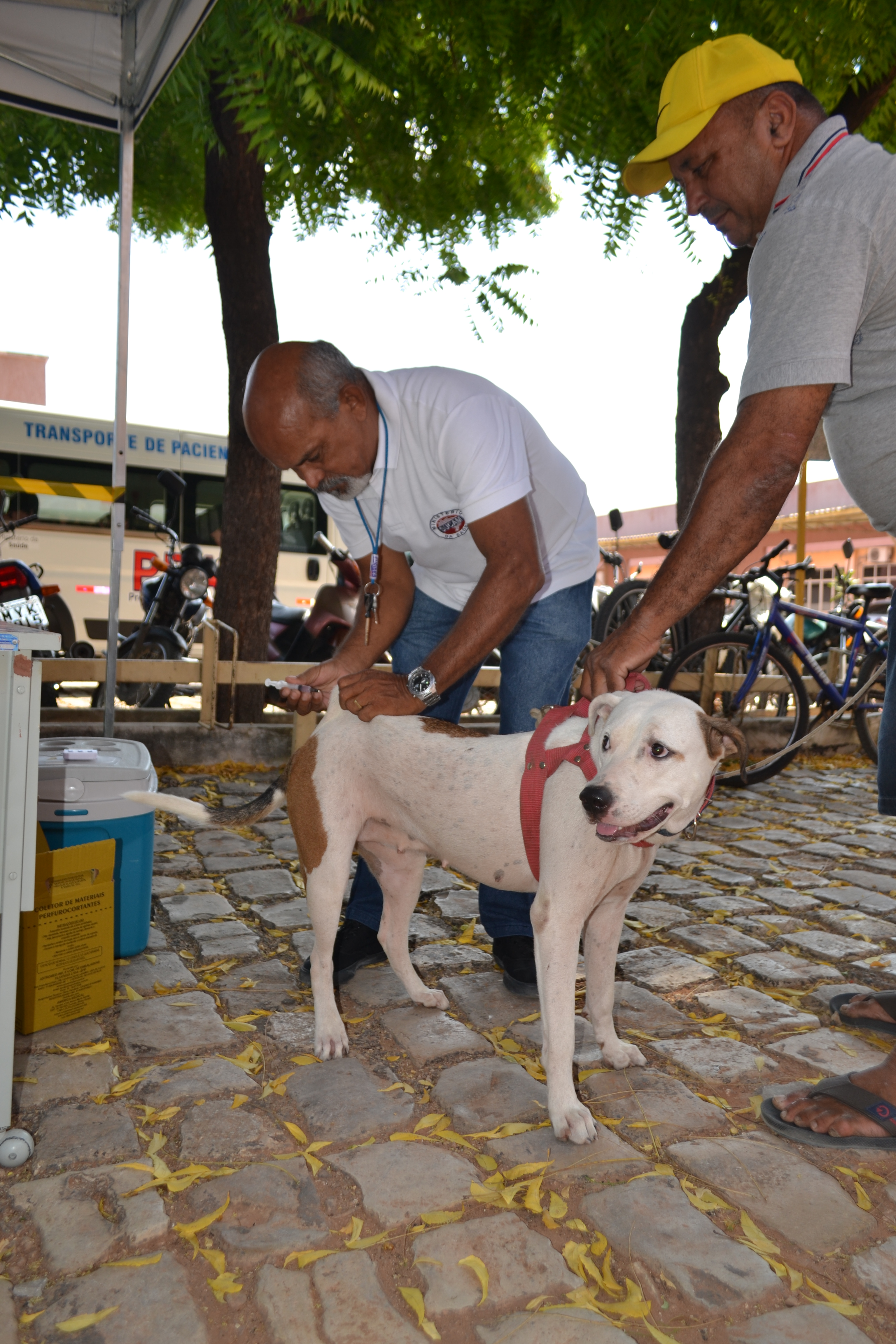 Saúde anuncia mudanças de pontos extras de vacinação antirrábica em cães e gatos