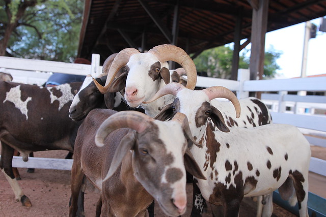 Festa do Bode recebe primeiros animais